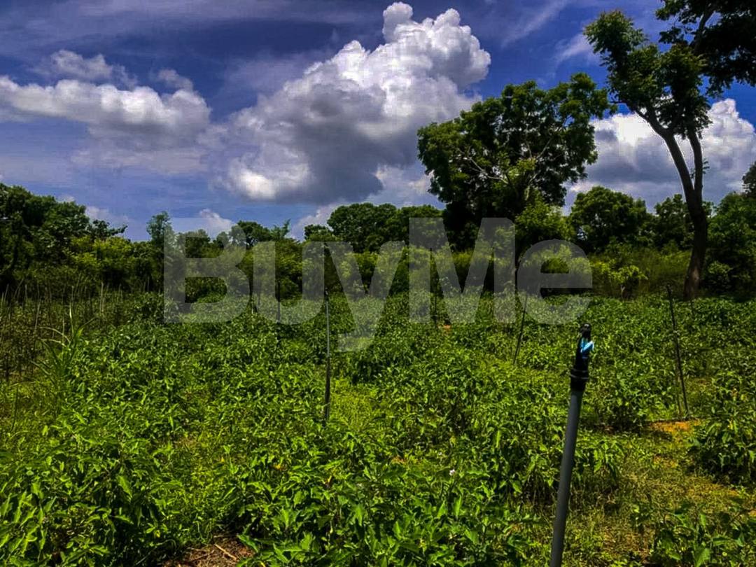 VALUABLE HUGE LAND FOR SALE IN HAMBANTOTA SOORIYAWEWA