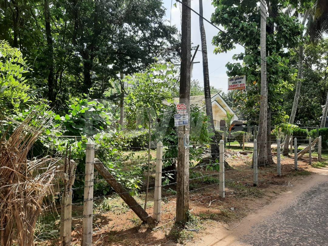 කොළඹ - හලාවත ප්‍රධාන මාර්ගයට මුහුණලා කටුනේරියේ පිහිටි අගනා ඉඩමක් විකිණිමට