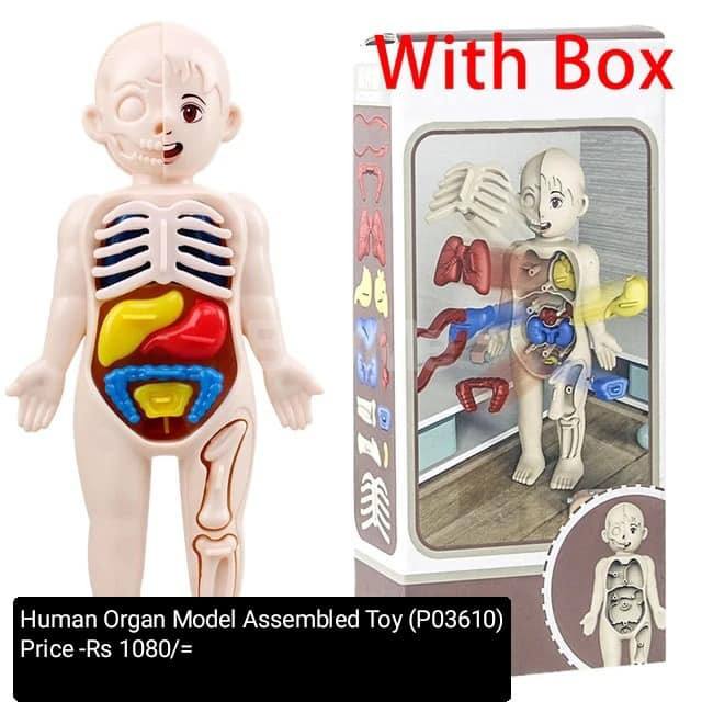 HUMAN ORGAN ASSEMBLED TOY