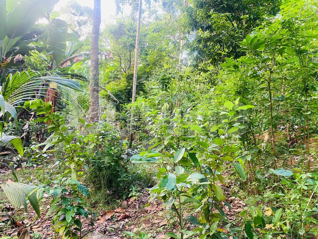 ගාල්ල, රත්ගමින් අගනා ඉඩමක් විකිණීමට