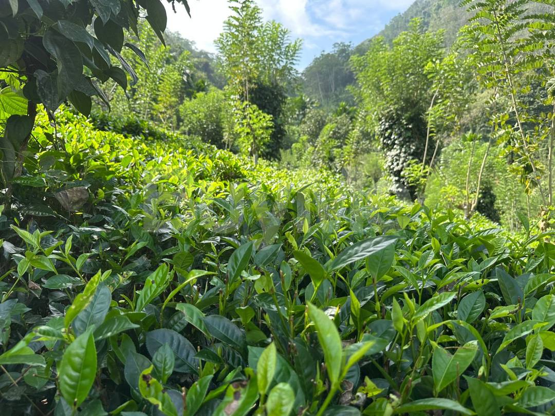 LAND FOR SALE - PARAKADUWA EHELIYAGODA