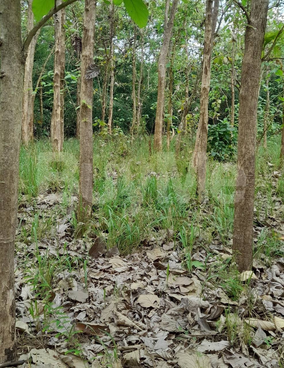 LAND FOR SALE IN DETHAWA, ABANPOLA