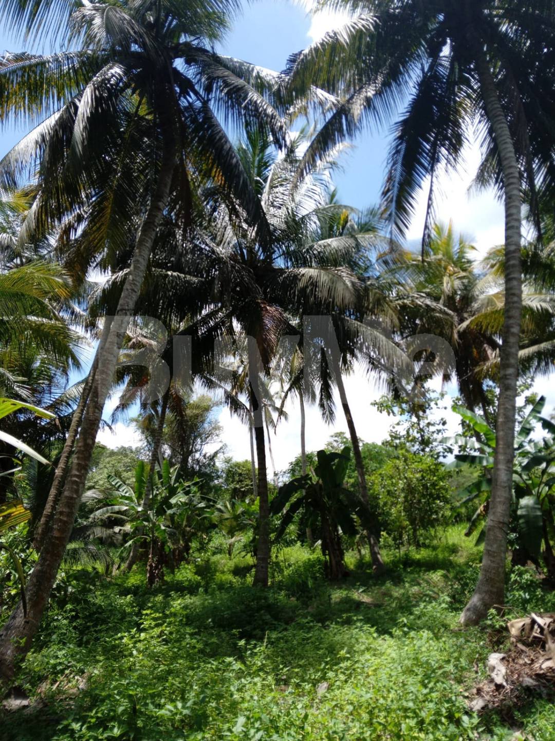 LAND FOR SALE IN BINGIRIYA