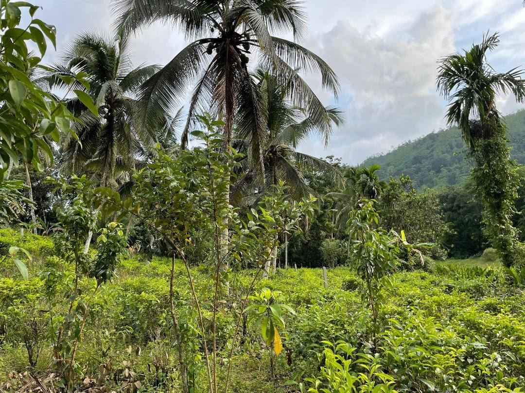 LAND FOR SALE IN MEEGAHATENNA