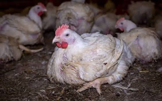 BROILER CHICKS ARE AVAILABLE FOR SALE.