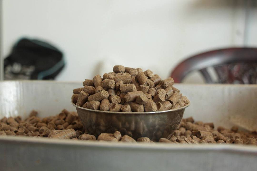 COW'S PROTEIN FOR SALE