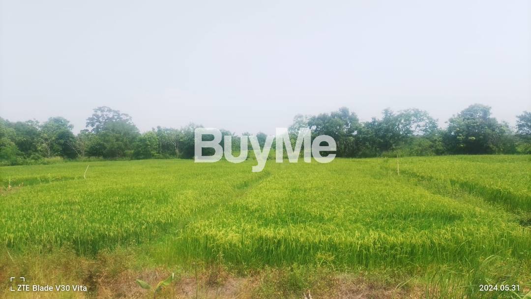 PADDY FIELD LAND FOR SALE