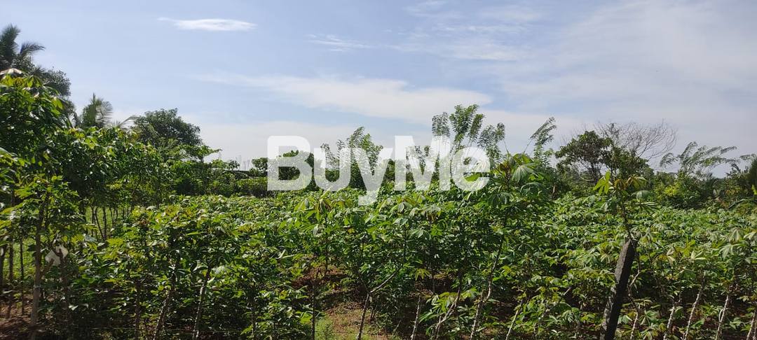 MOST VALUABLE LAND FOR SALE IN OVITIGAMA, MEEGODA