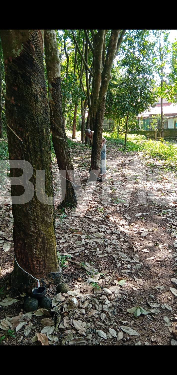 RUBBER LAND FOR SALE - NEAR TO GAMPAHA