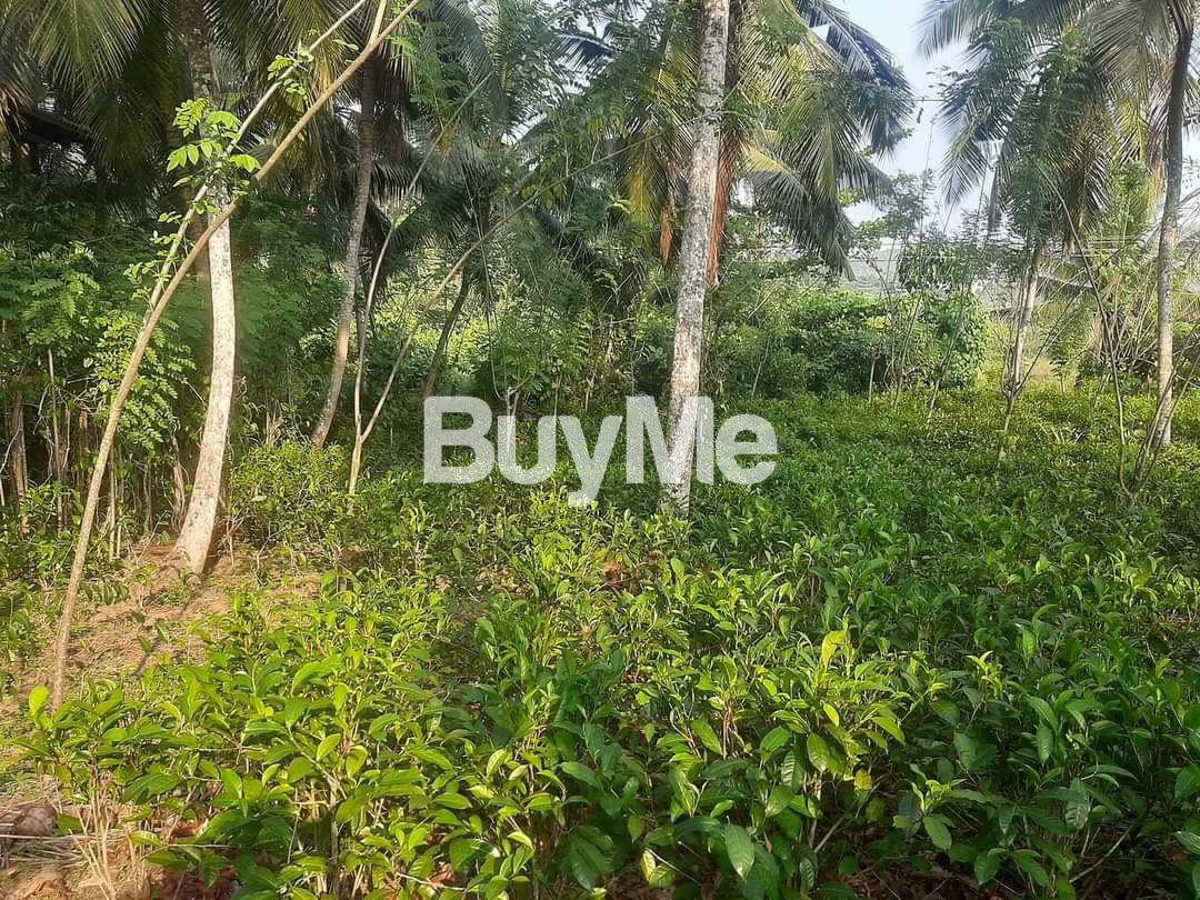 VALUABLE LAND FOR SALE IN KALUTARA (CAN EARN EXTRAINCOME)