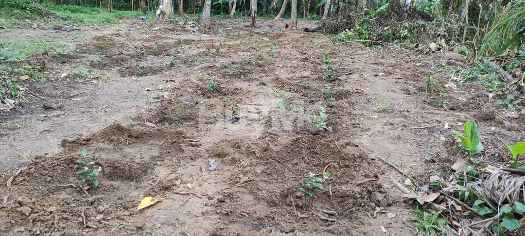 CINNAMON LAND FOR SALE