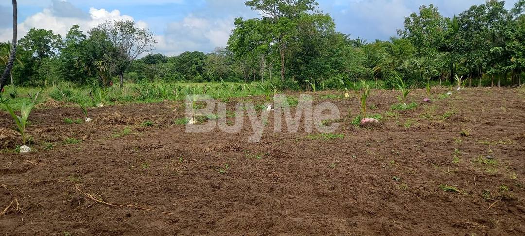 VALUABLE LAND FOR SALE IN ANAMADUWA
