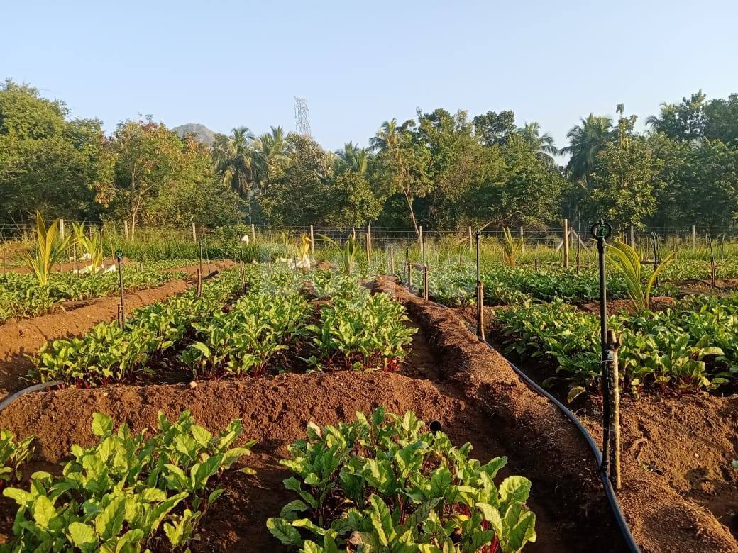 ගලේවල ප්‍රදේශයෙන් අක්කර 3ක වටිනා ඉඩමක් සහ නිවසක් විකිණීමට